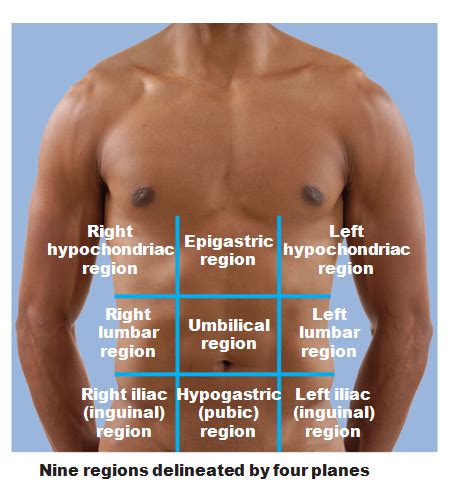 Divisions of the abdominopelvic cavity Flashcards | Quizlet