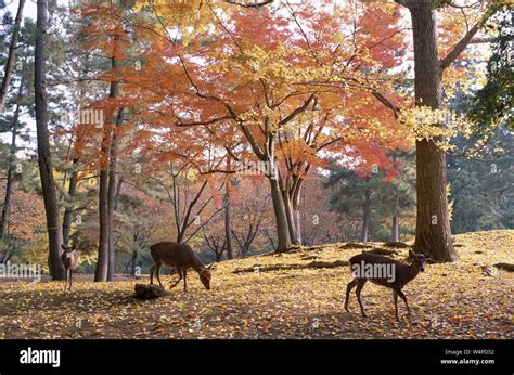 Japan, Honshu, Nara, Nara Park, Deer & Autumn Leaves Stock Photo - Alamy