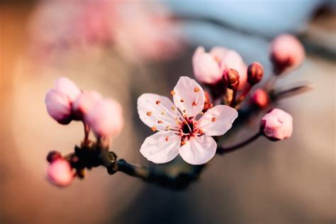 27 Beautiful Photographs Of Cherry Blossoms | Cherry blossom pictures, Cherry blossom, Cherry ...