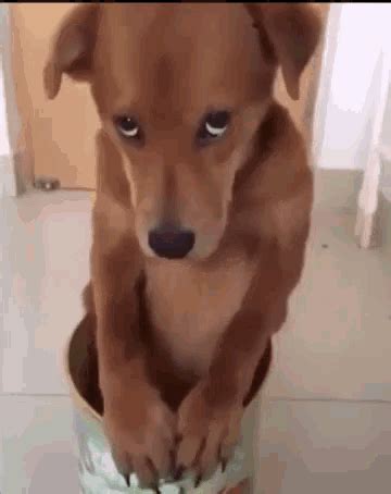 Guilty Dog GIFs | Tenor