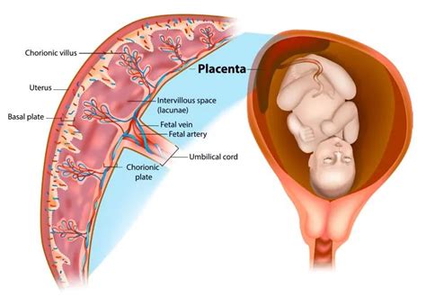 Treatment with Placental Stromal Cells | Swiss Medica