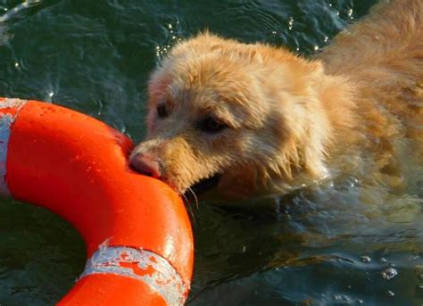 Water Rescue dogs: Four-legged Heroes