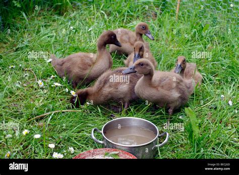 3 week old Khaki Campbell ducklings Stock Photo: 26093549 - Alamy