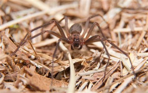 Colorado Springs’ Complete Brown Recluse Spider Control Guide