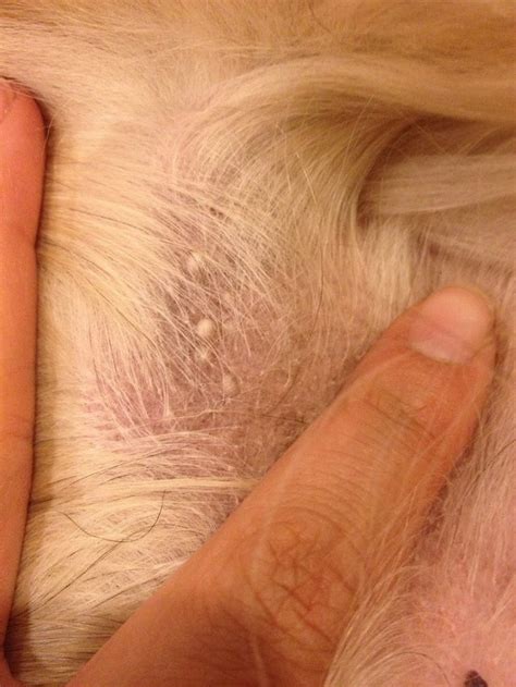 My dog has these white bumps on her skin, near her armpit. What are they? : r/veterinarian