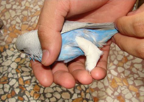 Egg Binding in Budgerigars: How to Prevent and Spot Symptoms