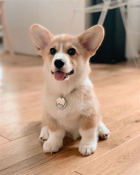 Cute Corgi Puppy, Welsh Corgi Puppies, Cute Little Puppies, Cute Dogs And Puppies, Baby Corgi ...