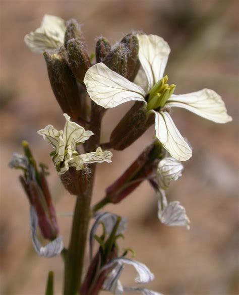 Eruca vesicaria ssp. sativa Calflora