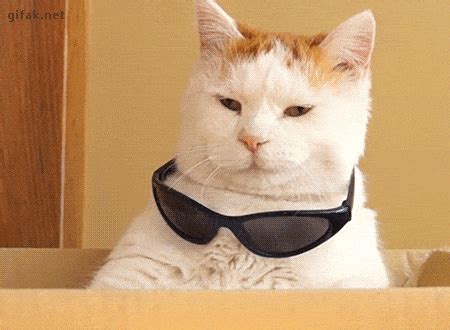 Tu vida explicada con gifs de gatos - Hay una lesbiana en mi sopa ...