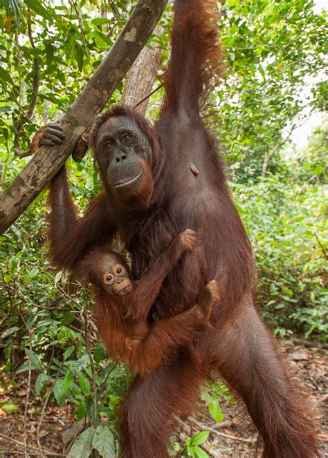 Orangutan Mother and Baby | Sean Crane Photography