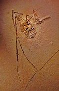 Category:Pterosauria fossils - Wikimedia Commons