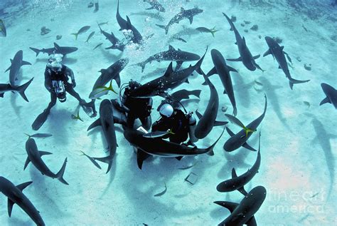 Feeding Frenzy Of Caribbean Reef Sharks Photograph by Amanda Nicholls ...