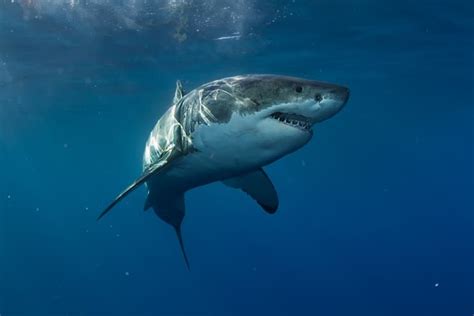 24 Insane Great White Shark Facts - Fact Animal