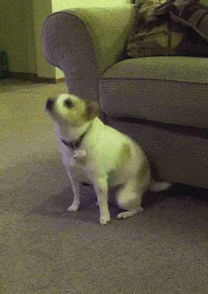 Doggie Dance Off Starring Nathan the Dancing Dog | Rover blog