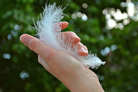 Feather Plume Hand - Free photo on Pixabay