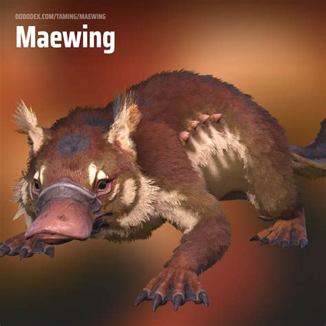 Dododex 🦤 on Twitter: "New Maewing photo! 🦫 What's your favorite thing about the Maewing?…