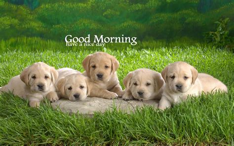 Good Morning Dogs Wallpapers on WallpaperDog