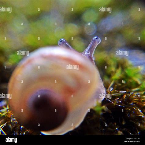 Snails eyes hi-res stock photography and images - Alamy