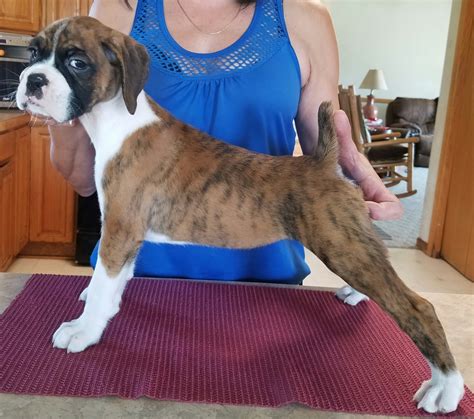 57+ Boxer Dog Breeders Michigan Photo - Bleumoonproductions