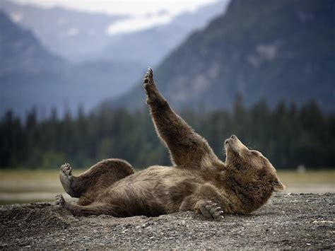 17 Adorable Animals Who've Mastered the Art of Stretching