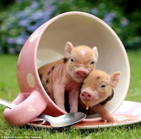 15 Pictures Of Teacup Pigs With Actual Teacups | Mini teacup pigs, Teacup pigs, Baby animals ...