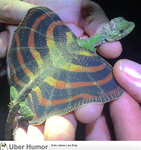 Gliding lizards are totally dragons. | Funny Pictures, Quotes, Pics, Photos, Images. Videos of ...