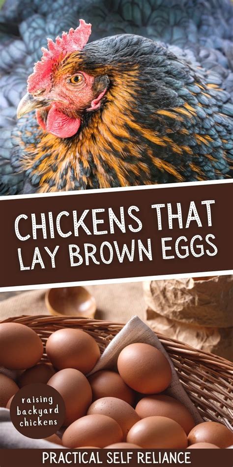 Which Chicken Breeds Lay Brown Eggs? | Raising backyard chickens, Brown ...