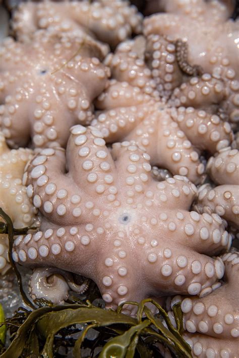 Sea octopus: characteristics, anatomy, how to cook it | Pescaria