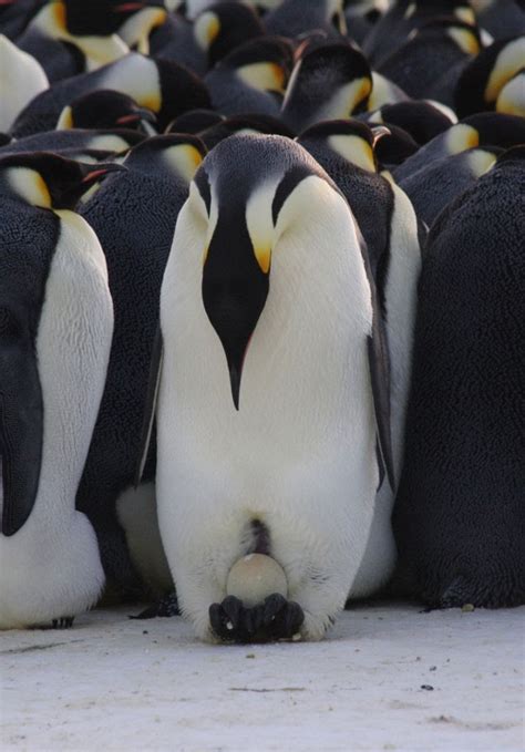 Lisa's World: Male emperor penguins are good dads