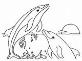 Dolphin Template  Animal Templates sketch template