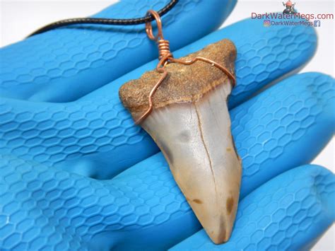 Real Mako Shark Fossil Necklace Diver Direct Fossilized Mako Tooth Necklace 2.09 Shark Tooth ...