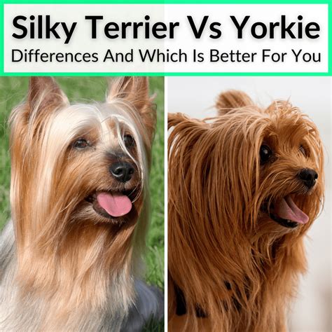 Silky Terrier Vs Yorkie (Differences And Which Is Better For You)