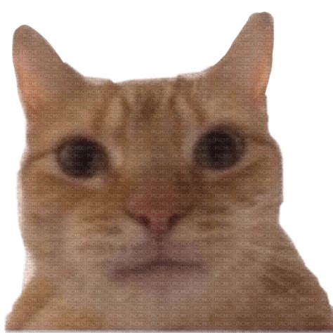 The Best 27 Gato Selfie Meme Png - bestmgwasuup