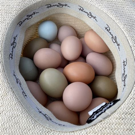 Farm Fresh Eggs Subscription - Julian Farms