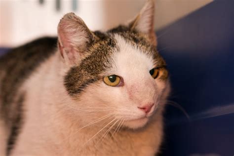 nasal lymphoma in cats symptoms - Nadene Toliver