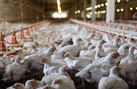 Broiler, pig production costs rise in Brazil | WATTAgNet