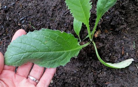 Mavis Garden Blog - Transplanting Artichoke Seedlings - One Hundred ...