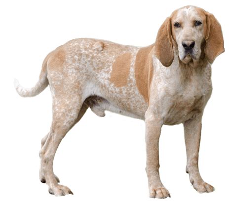 American English Coonhound Dog Breed Facts: History, Health Traits, And Characteristics ...