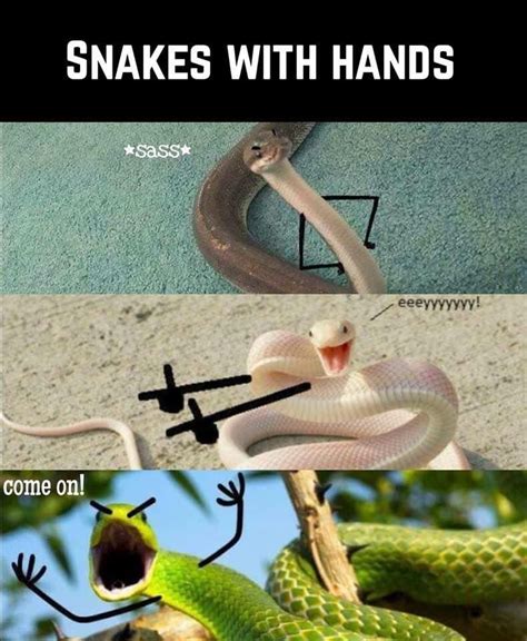 Snakes! XD | Cute animal memes, Crazy funny memes, Animal jokes