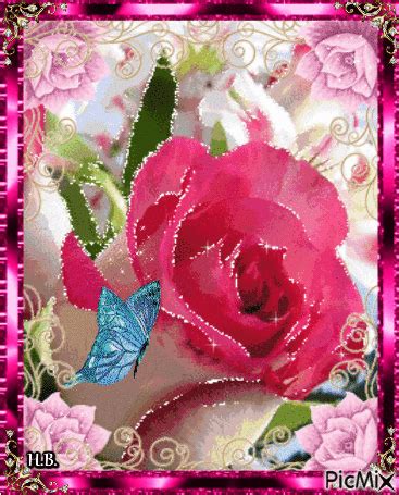 White and pink rose. | Pink flowers wallpaper, Beautiful flowers pictures, Rose flower wallpaper