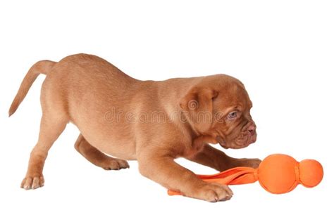 Puppy playing stock image. Image of love, friend, expression - 17255505