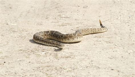 The Common Snakes of Oklahoma | Sciencing