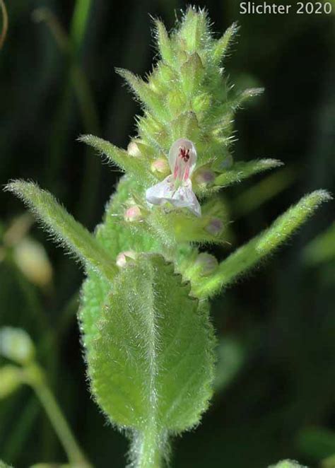 Rigid Betony, Rigid Hedgenettle, Rigid Hege-nettle, Rough Hedge-nettle: Stachys rigida (Synonyms ...