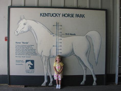 8 Horse Height Chart ideas | horses, horse love, horse health