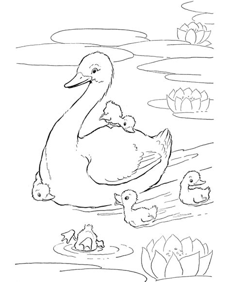 Free Duck Drawings For Kids, Download Free Duck Drawings For Kids png images, Free ClipArts on ...
