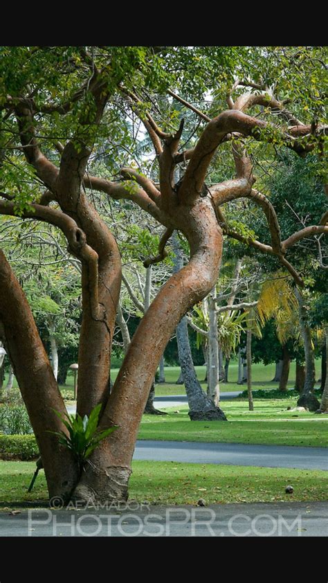 Bursera simaruba, Almacigo | Tropical garden, Amazing gardens, Landscape