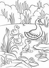Duck In A Pond Drawing At GetDrawings  Free Download sketch template