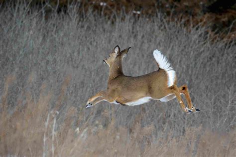 White-Tailed Deer Facts (Odocoileus virginianus)