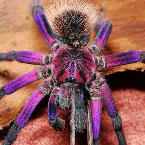 Pamphobeteus sp. platyomma (Brazilian pink bloom tarantula) – Scorpo Hunter