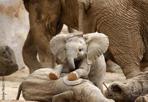 Baby Elephants Playing Stock Photo | Adobe Stock